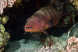 Red sea coral grouper (Plectropomus pessuliferus) was pos... by Stephan Kerkhofs 